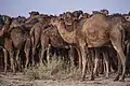 Camels in Kavir National Park