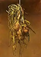 Onion I., oil painting on panel, 60x45 cm, 1997