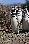 Megallanic penguin