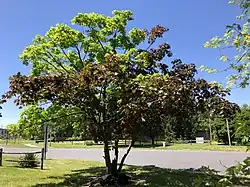 Crimson King Norway maple tree along Route 541 in Burlington Township
