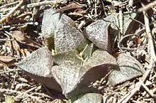 The dark, scabrid, rough-surfaced Haworthia mirabilis var. magnifica, often considered a separate species Haworthia magnifica