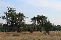 Old oak trees and dead oak trunks in the Breite Oak Tree Reserve (Reservația Stejarii Multiseculari de la Breite), Sighișoara, Romania