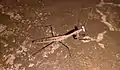 Asian jumping mantis at night, in West Bengal, India.