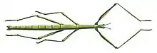 A stick bug