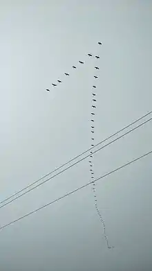 Birds V formation photo by Inu Etc