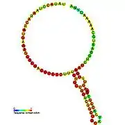 BsrC: Secondary structure taken from the Rfam database. Family RF01410