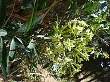 Close-up of willow-like leaves and greenish flowers.