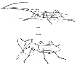 Lasiorhynchus barbicornis