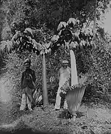Two titan arum in Sumatra, Indonesia (ca. 1900–40); one in leaf, which can reach up to 6 m (20 ft) tall, and one in bloom