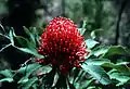 New South Wales: New South Wales waratah