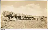 Image 17A camel train in the desert, with each of the camels loaded with two bales of wool from Arrabura Station, 1931. (from Transport in South Australia)