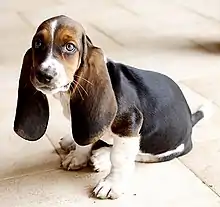 Image 14Basset Hound (from Puppy)