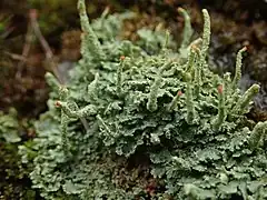 Cladonia macilenta, with spike-like podetia