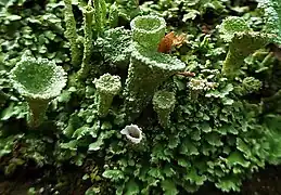 Cladonia pyxidata, with cup-shaped podetia