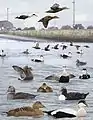 Common eider composite