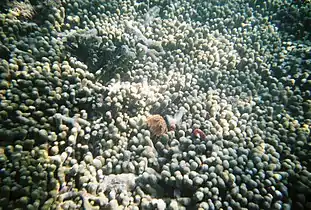Coral formations behind Gilligan's Island