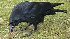 A carrion crow picking a small food item from short grass. This species will raid the nests of wetland waders for eggs and chicks.
