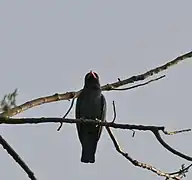 Jayanti in Buxa Tiger Reserve in Jalpaiguri district of West Bengal, India.