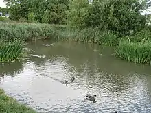 Duck pond in nature reserve adjacent Tileshed Lane, the site of the historic Cleadon Brick and Tile Works.