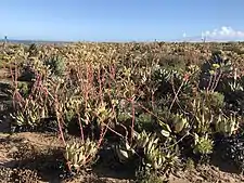 A field of Dudleya ingens in habitat