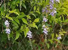 Duranta erecta  at Ananthagiri Hills, in Rangareddy district of Andhra Pradesh, India.