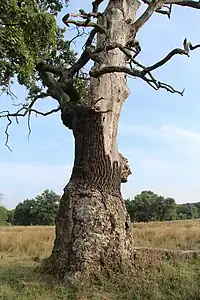 Trunk of an old, decaying oak on the Breite plateau, Sighisoara