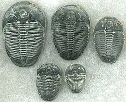 Image 10Trilobites first appeared during the Cambrian period and were among the most widespread and diverse groups of Paleozoic organisms. (from History of Earth)