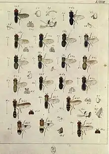 Systematische Beschreibung Taf LXXVII