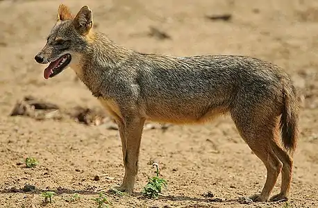 Eurasian golden jackal (Canis aureus)
