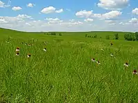 Black eyed Susan flowers among a rolling expanse of grass