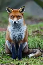 Fox