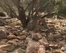 Brown elephant shrew