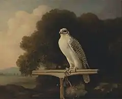 Greenland Falcon (1780), oil on panel, 81.3 x 99.1 cm., Yale Center for British Art