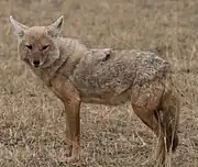 African golden wolf (Canis lupaster)