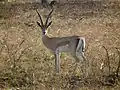 Grant's gazelle (male)
