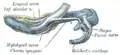 Figure 4: Mandible of human embryo 24 mm. long. Inner aspect.
