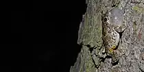 Gray treefrog (Hyla versicolor) in Montgomery County