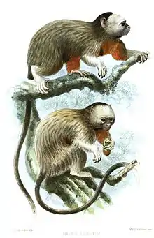 Drawing of brown and gray monkey