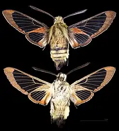 Hemaris thetis