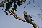 Crested treeswift