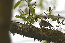 From Neora Valley National Park, West Bengal, India