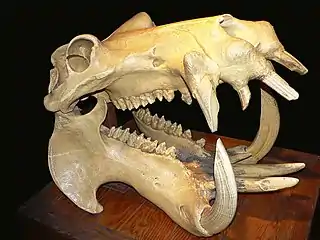 Hippopotamus skull at Disney's Animal Kingdom