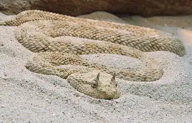 Image 4Cerastes cerastesCerastes cerastes, commonly known as the Saharan horned viper or the horned desert viper, is a venomous species of viper native to the deserts of northern Africa and parts of the Arabian Peninsula and Levant. It often is easily recognized by the presence of a pair of supraocular "horns", although hornless individuals do occur.More selected pictures