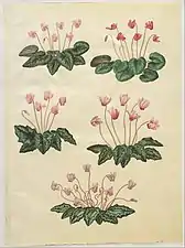 Cyclamen purpurascens; Cyclamen hederifolium, by Hans Simon Holtzbecker [de] 1649-1659
