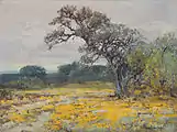 Coreopsis, Near San Antonio, Texas, 1919