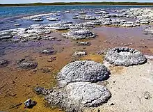 Image 68Lithified stromatolites on the shores of Lake Thetis, Western Australia. Archean stromatolites are the first direct fossil traces of life on Earth. (from History of Earth)