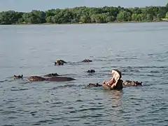 Hippopotamus in the Zambezi River