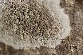 Lecanora chlarotera, which has no prothallus