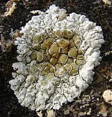 Lecanora valesiaca
