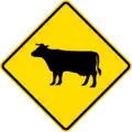 Cattle crossing